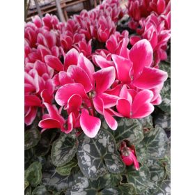 Cyclamen persicum  - Perzsa ciklámen / szobaciklámen