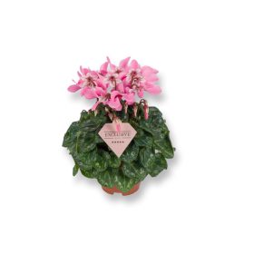   Cyclamen persicum "Djix pink"  - Perzsa ciklámen / szobaciklámen