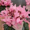 Cyclamen persicum "Djix pink"  - Perzsa ciklámen / szobaciklámen