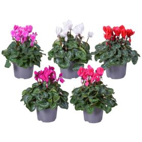 Cyclamen persicum  - Perzsa ciklámen / szobaciklámen