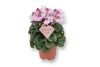 Cyclamen persicum "Petticoat light pink"  - Perzsa ciklámen / szobaciklámen