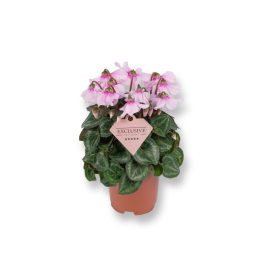   Cyclamen persicum "Petticoat light pink"  - Perzsa ciklámen / szobaciklámen
