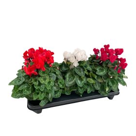   Cyclamen persicum 'Super serie XL' - Perzsa ciklámen / szobaciklámen
