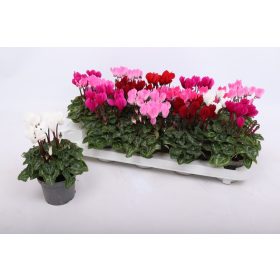   Cyclamen persicum 'Verano' - Perzsa ciklámen / szobaciklámen