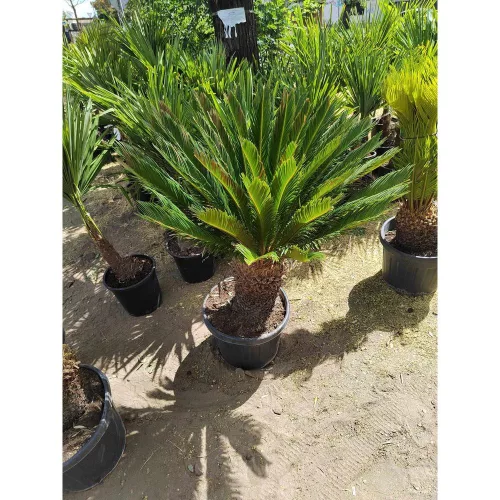 Cycas revoltua - Japán Cikász