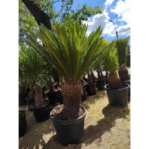 Cycas revoltua - Japán Cikász