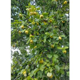 Cydonia oblonga - Birs