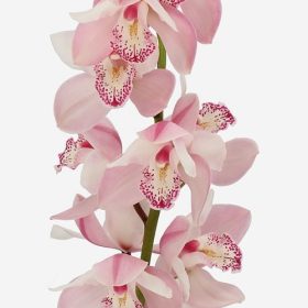 Cymbidium 'Light pink' - Csónakórchidea (3ágú)