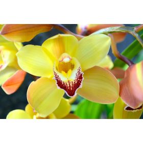 Cymbidium - Csónakórchidea (1ágú)