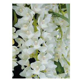 Cymbidium - Csónakórchidea akasztós (2ágú)