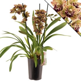   Cymbidium 'Magic vogel' - Csónakórchidea (2ágú)