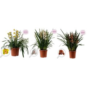 Cymbidium - Csónakórchidea (10ágú)