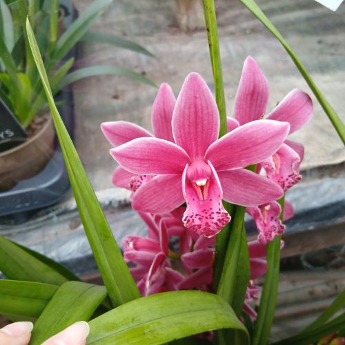 Cymbidium - Csónakórchidea (3ágú)