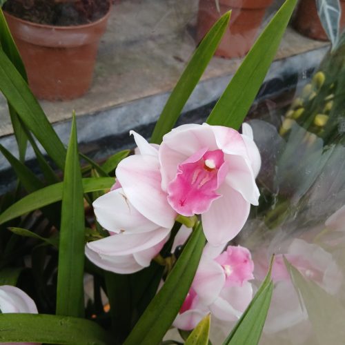 Cymbidium - Csónakórchidea (3ágú)