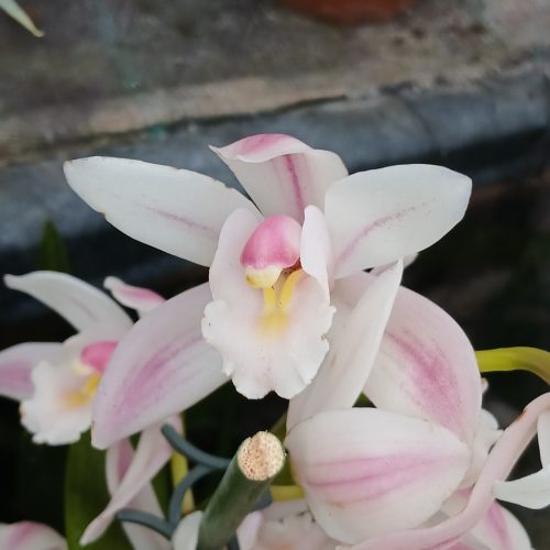 Cymbidium - Csónakórchidea (3ágú)