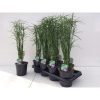 Cyperus Gracilis - Vízipálma
