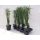 Cyperus Gracilis - Vízipálma