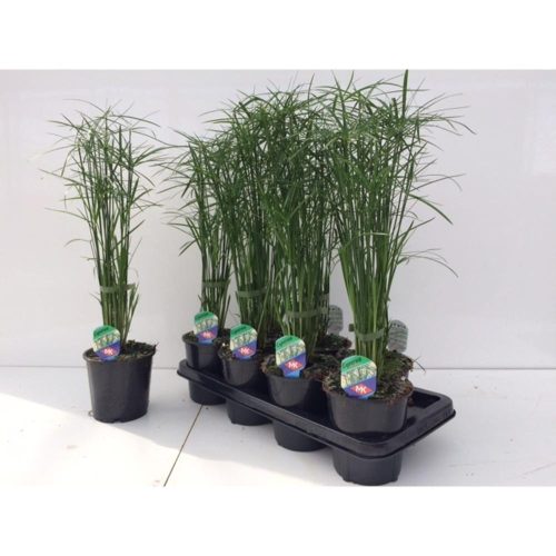 Cyperus Gracilis - Vízipálma