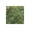 Cyperus Gracilis - Vízipálma