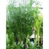 Cyperus Gracilis - Vízipálma