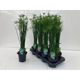 Cyperus haspan - Papirusz nád