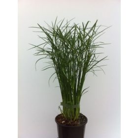 Cyperus Jela - Vízipálma