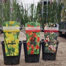 Cytisus mix - zanót