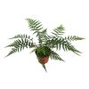 Dicksonia antarctica - Ausztrál Páfrányfa