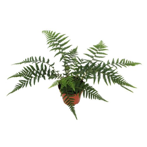 Dicksonia antarctica - Ausztrál Páfrányfa