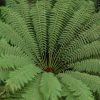 Dicksonia antarctica - Ausztrál Páfrányfa