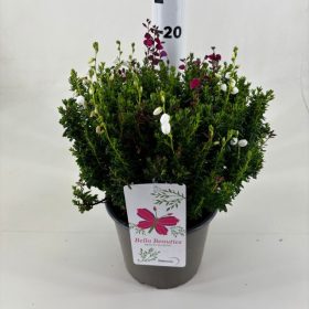 Daboecia cantabrica 'Trio' – ír hanga 