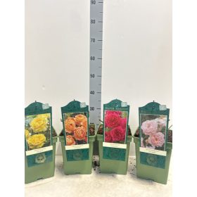 David Austin Rosa - Rózsa