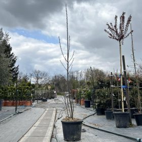 Davidia involucrata - Galambfa