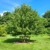 Davidia involucrata - Galambfa