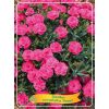 Dianthus Caryophyllus 'Peman' - Kerti szegfű