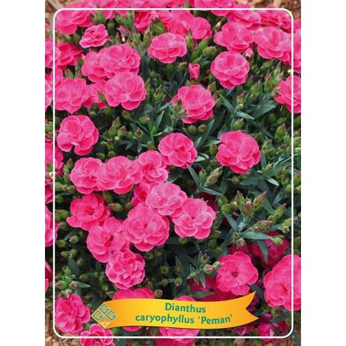 Dianthus Caryophyllus 'Peman' - Kerti szegfű