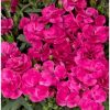 Dianthus Caryophyllus 'Peman' - Kerti szegfű