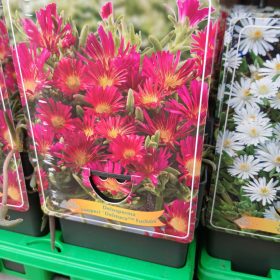 Delosperma mix - Kristályvirág