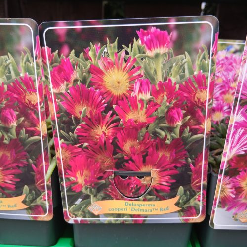 Delosperma mix - Kristályvirág