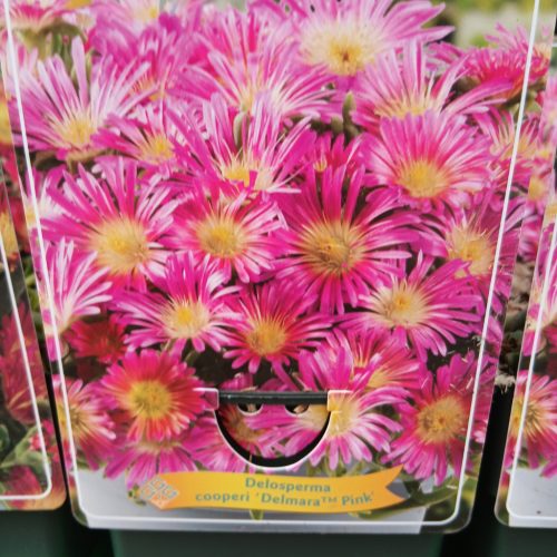 Delosperma mix - Kristályvirág