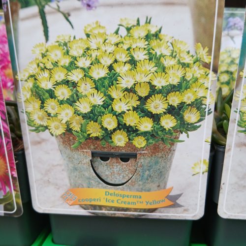 Delosperma mix - Kristályvirág