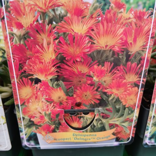 Delosperma mix - Kristályvirág