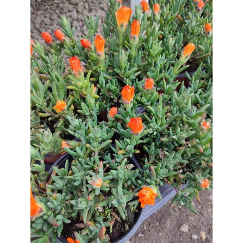 Delosperma - Kristályvirág narancssárga
