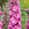 Delphinium 'Delgenius Chantay' - Szarkaláb