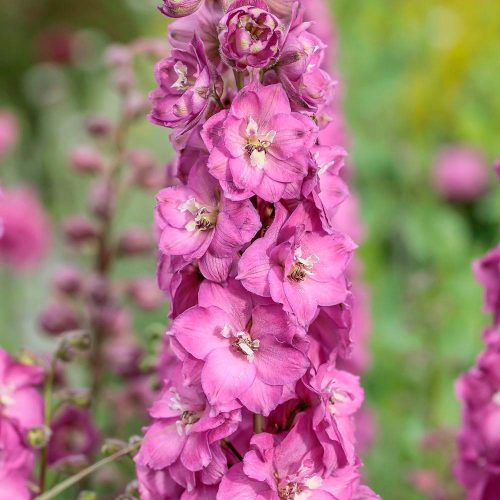 Delphinium 'Delgenius Chantay' - Szarkaláb