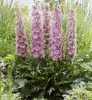 Delphinium 'Delgenius Chantay' - Szarkaláb