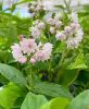 Deutzia "pink pom-pom" - Dúsvirágú gyöngyvirágcserje