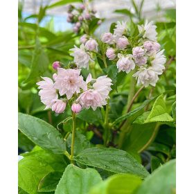   Deutzia "pink pom-pom" - Dúsvirágú gyöngyvirágcserje