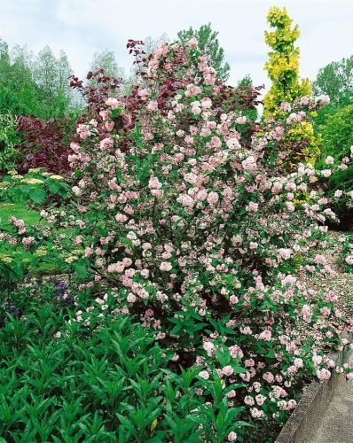 Deutzia "pink pom-pom" - Dúsvirágú gyöngyvirágcserje