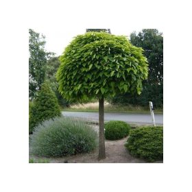 Catalpa bign. 'Nana' - Gömbszivarfa